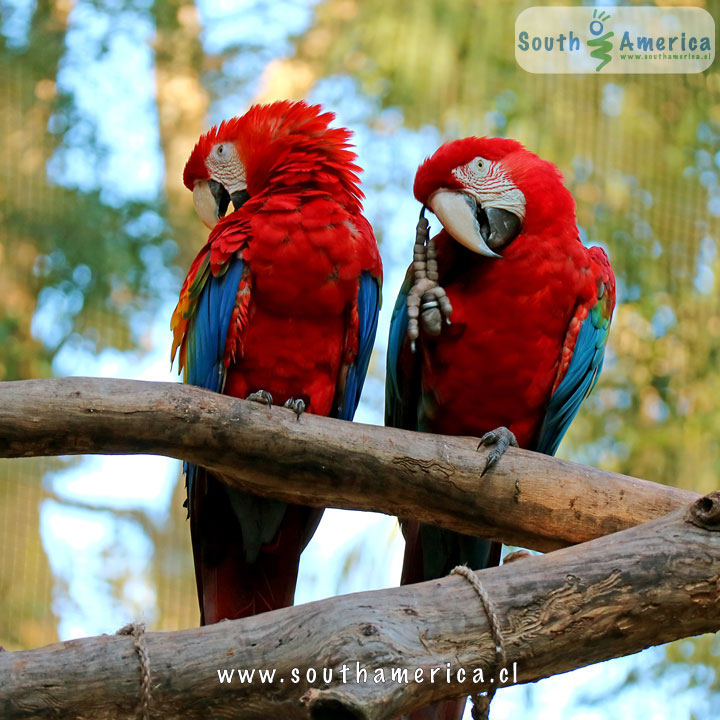 Parque das Aves - Foz do Iguaçu - Brazil