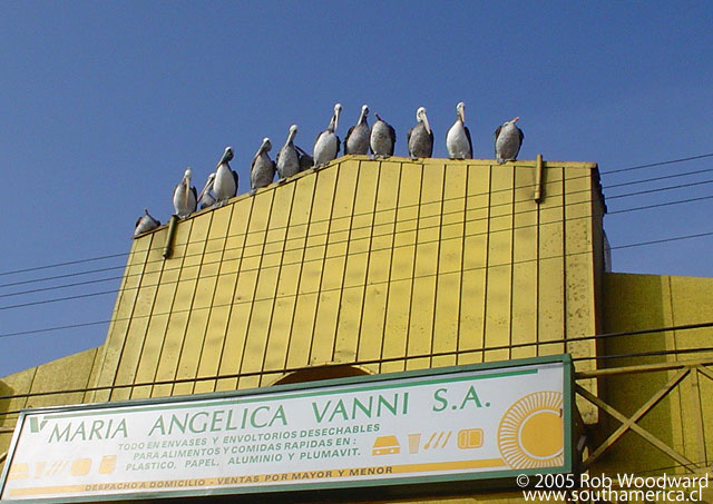Pelicans on a roof top in Antofagasta, Chile