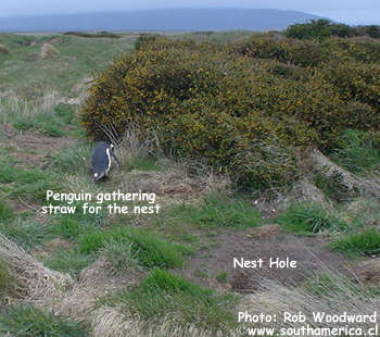 Otway Sound Penguin