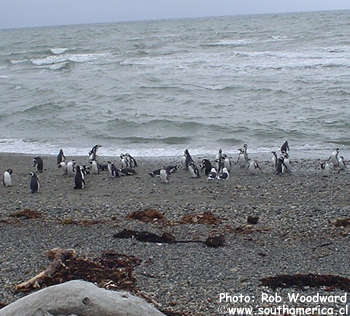 Otway Sound Penguins on the beach