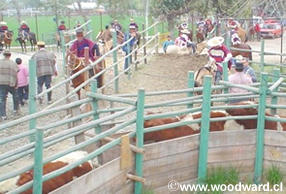 Behind the scenes of a Chilean Rodeo