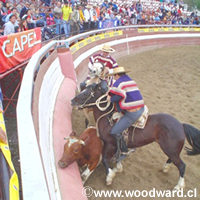 Chilean Rodeo - pusing the cow against the wall