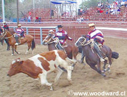 Chilean Rodeo