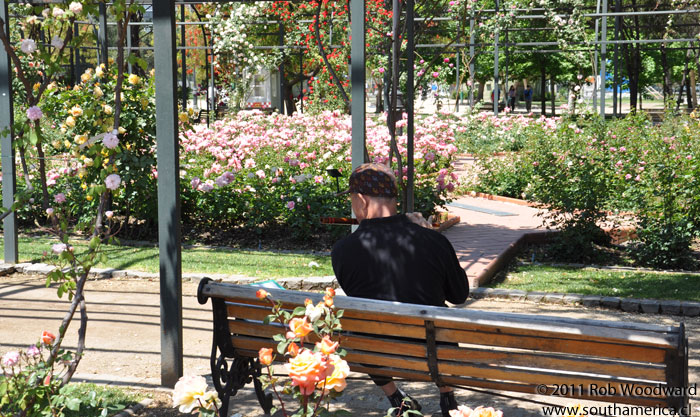 Playing music in the Parque Araucano Rose Gardens