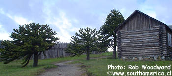 Wooden building with Araucaria Trees