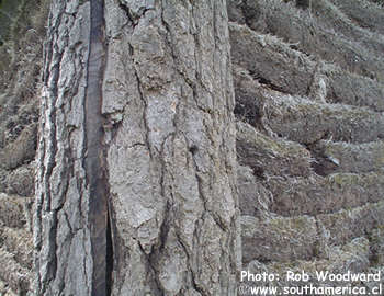 A close-up of the construction material of one of the buildings at Fuerte Bulnes