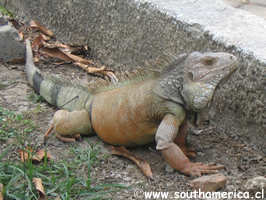 Iguana in the street of Cartagena