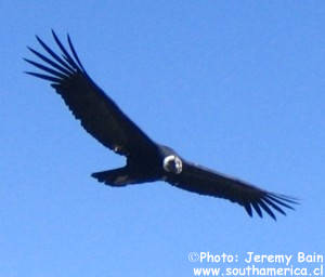 Colca Canyon Peru Condor in Flight