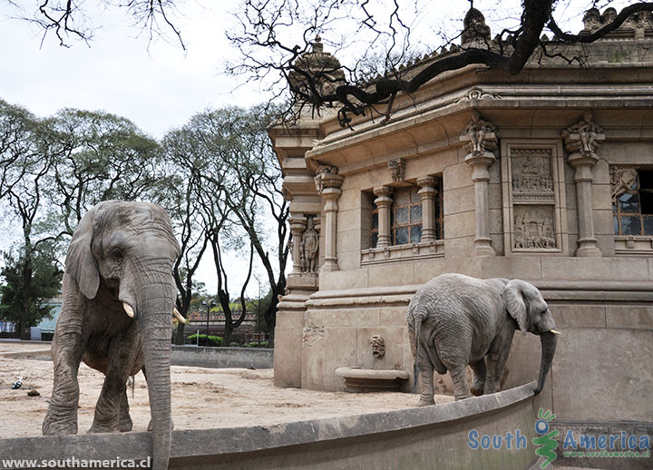 Elephants at the Buenos Aires Zoo