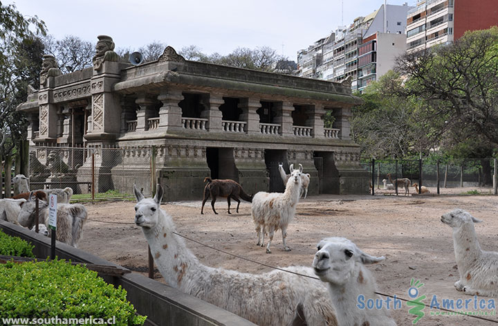 Llamas at the Buenos Aires Zoo