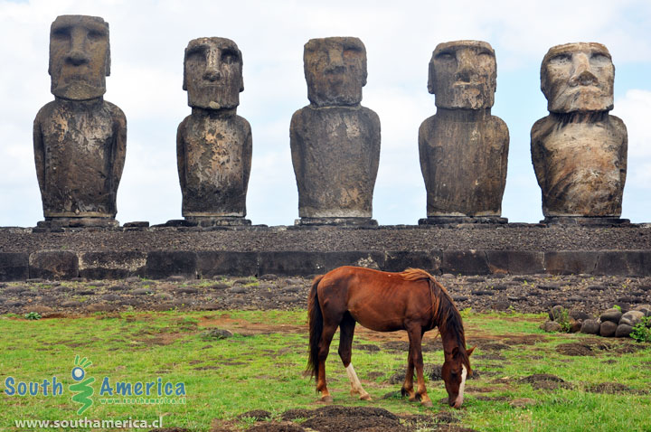 A horse with the Moai of Ahu Tongariki Easter Island