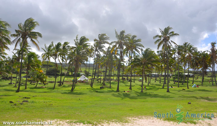 Coconut Trees and Picnic area at Anakena Beach Easter Island