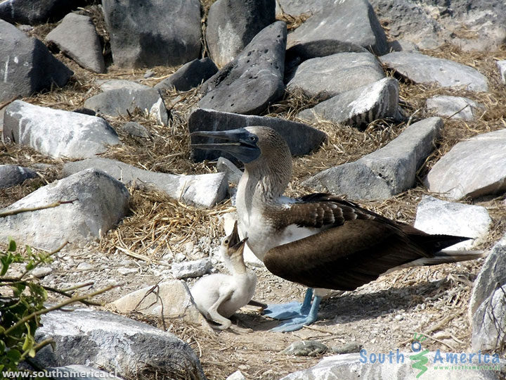 Blue-footed Booby Birds on Galapagos Islands