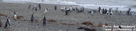 Penguins on the beach