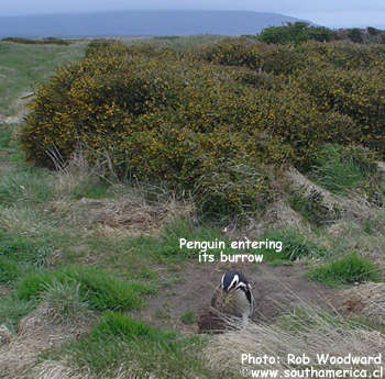 Otway Sound Penguin