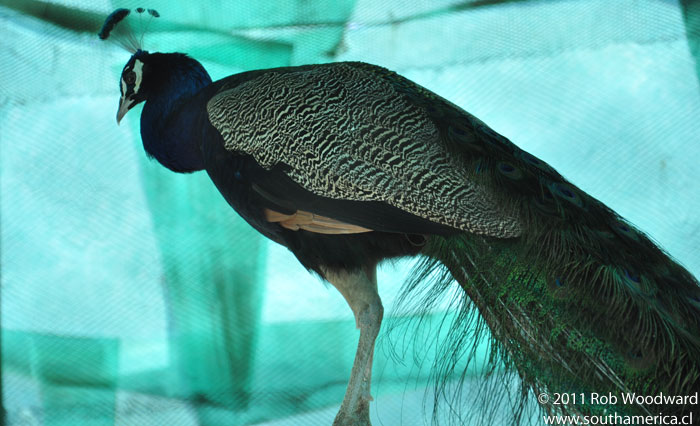 A peacock in the Parque Araucano Aviary