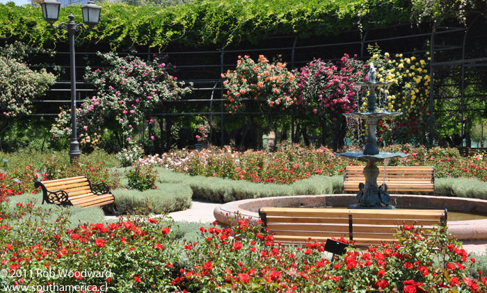 Parque Araucano Rose Gardens