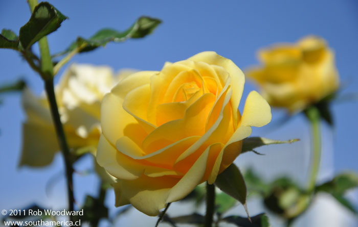 Close up of a Rose at the Parque Araucano Rose Gardens