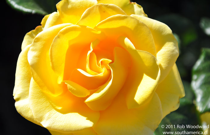 A yellow rose from the Parque Araucano Rose Gardens